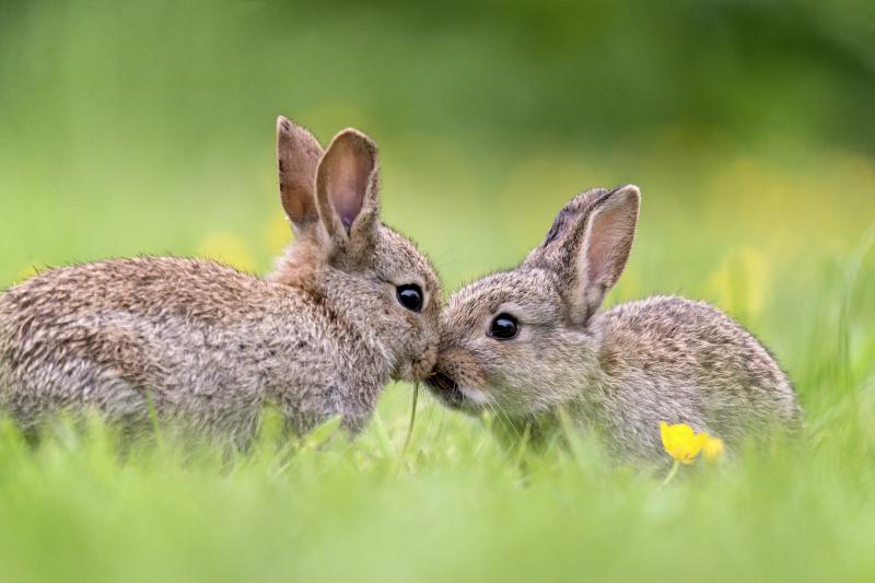 Why You Shouldn't Try to Keep Wild Rabbits as Pets LoveToKnow Pets