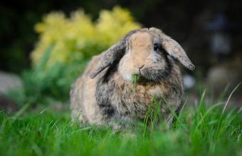 Rabbit eating grass