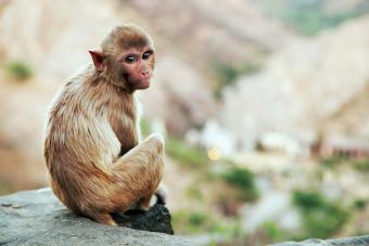 225+ Smart Monkey Names for a Distinctive Pet