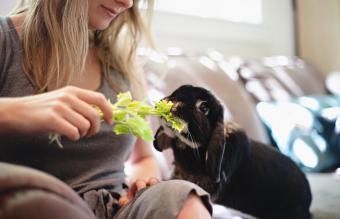 woman feeds her rabbit 