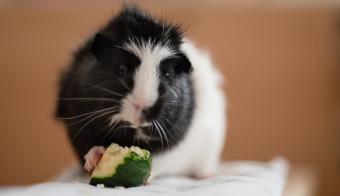 Guinea pig eating zucchini