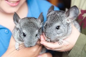 Two little chinchillas sit on hands of children