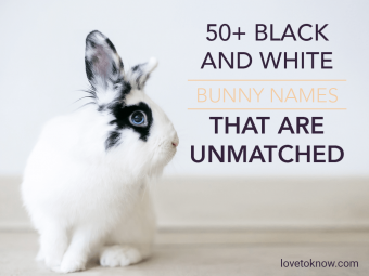 lionhead rabbit black and white