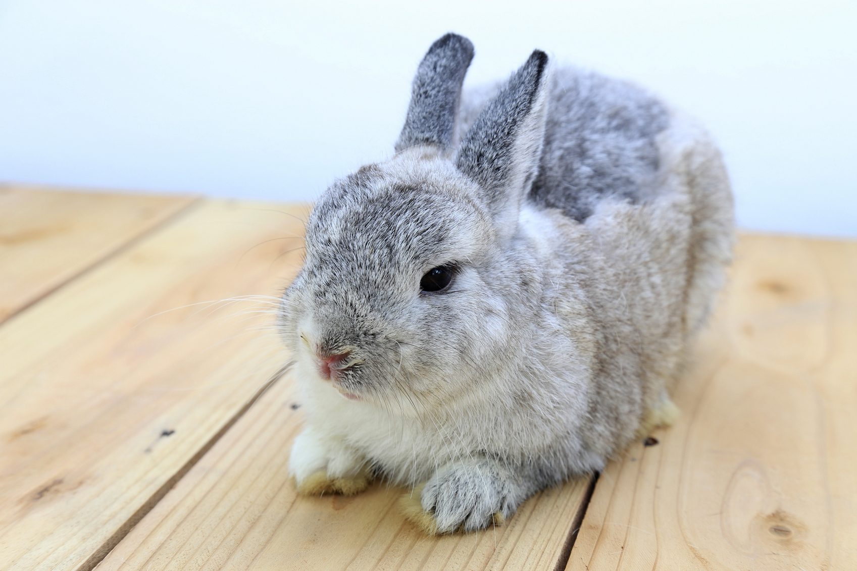 baby netherland dwarf rabbit