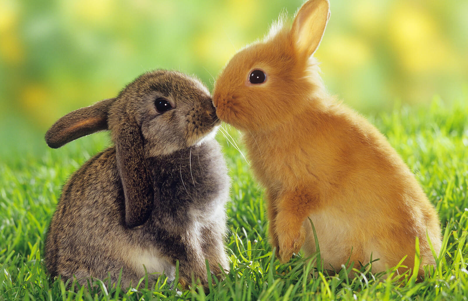 rabbit cage supplies