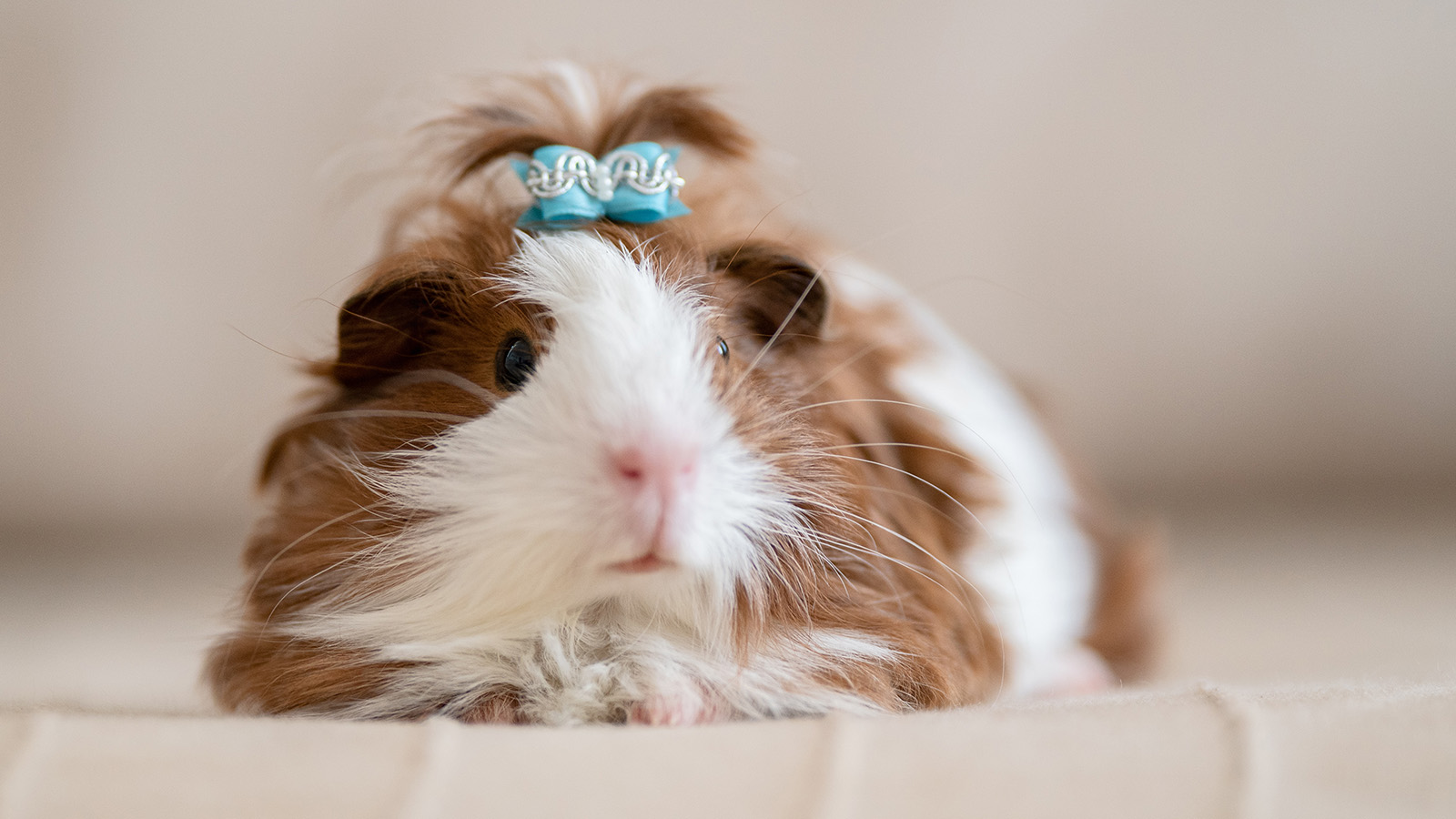 Cutest Guinea Pig In The World