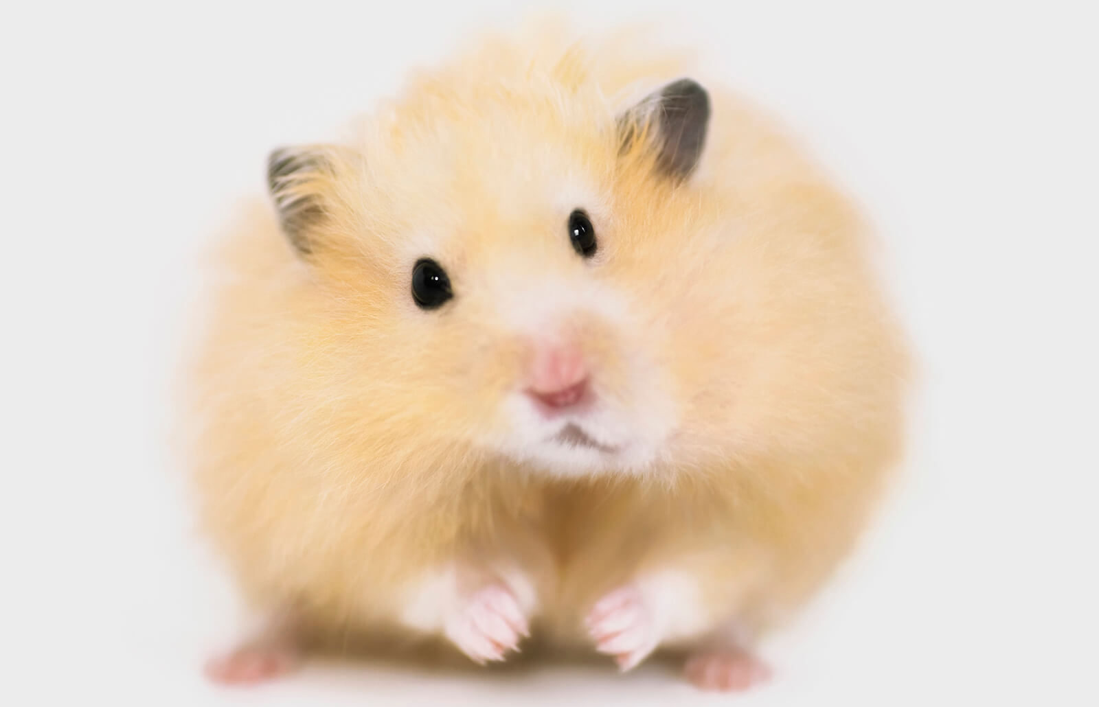 teddy-bear-hamster.jpg