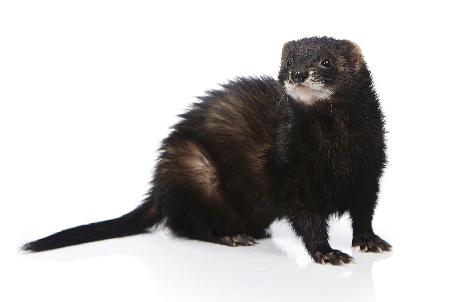 264811-1600x1030-black-ferret.jpg