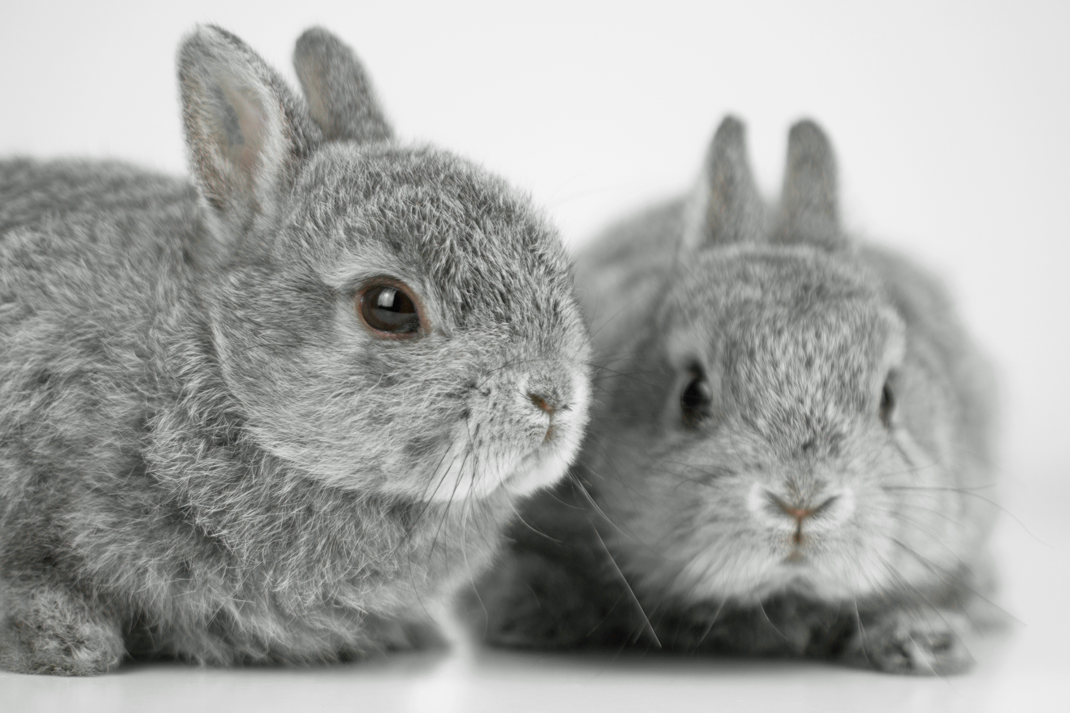 Gray Rabbit Names Anime Gray Bunny