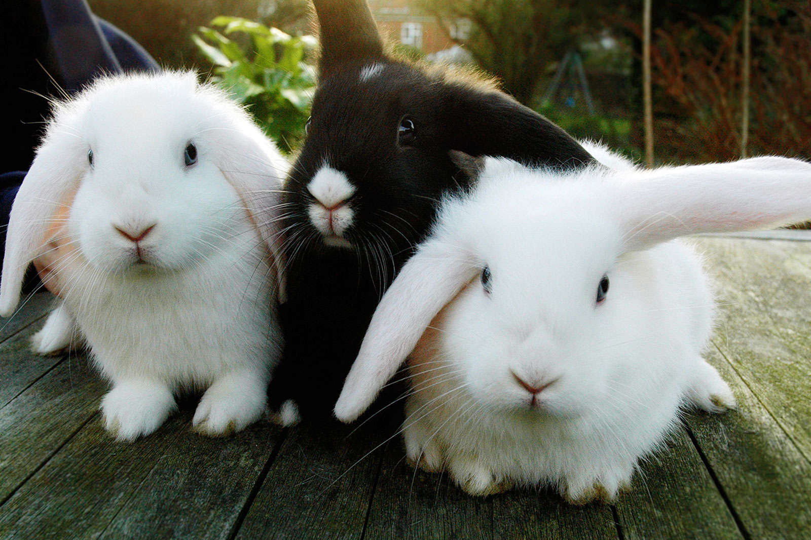 rabbit selling outlets