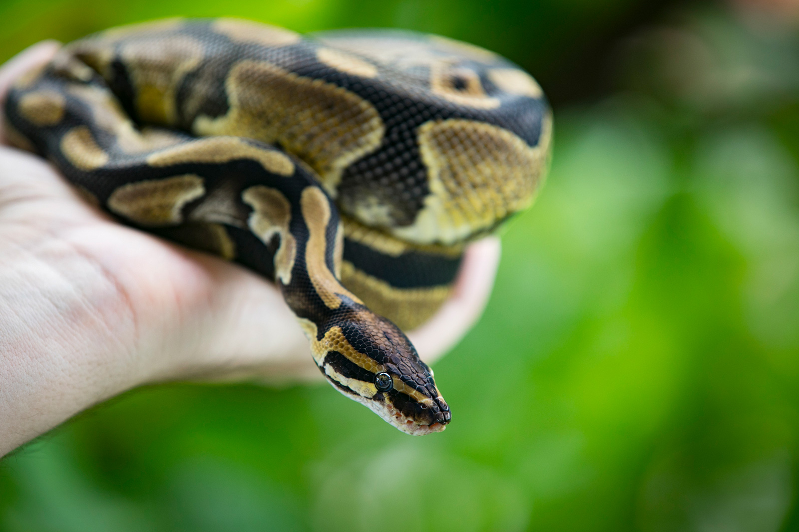 Ball Pythons as Pets: What to Know Before Owning One | LoveToKnow