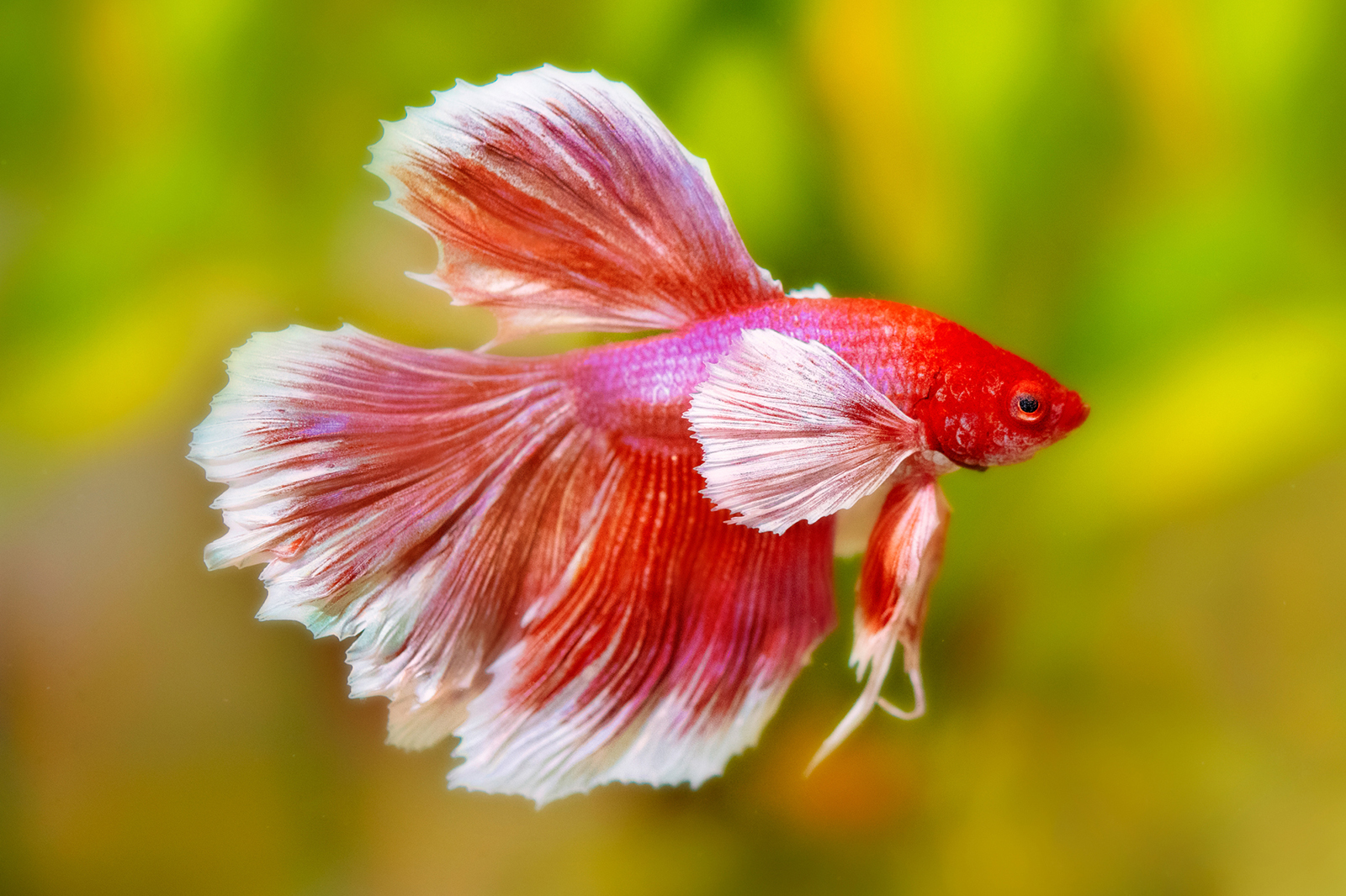 300+ Betta Fish Names for Any Color, Type & Personality | LoveToKnow