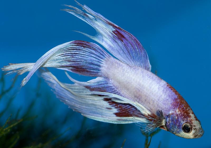 Betta Fish Pictures Slideshow Betta Fish Pictures Slideshow