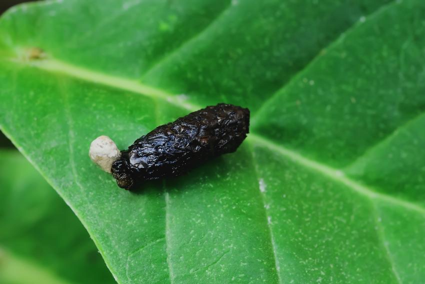 Lizard Feces Pictures LoveToKnow