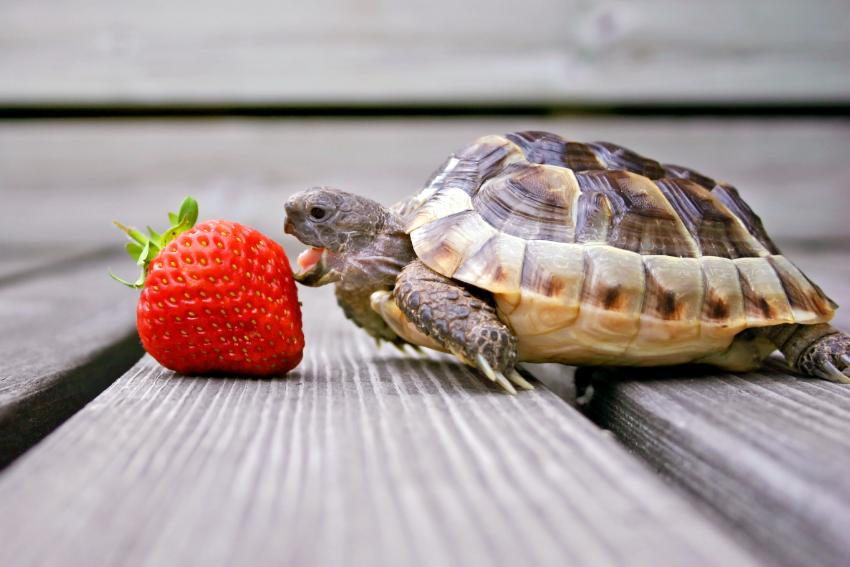 Pictures of Box Turtles (Plus Fascinating Facts) LoveToKnow