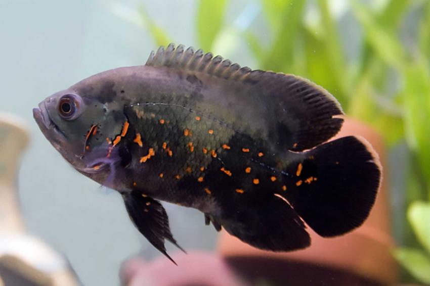 Oscar Fish Pictures and Details LoveToKnow
