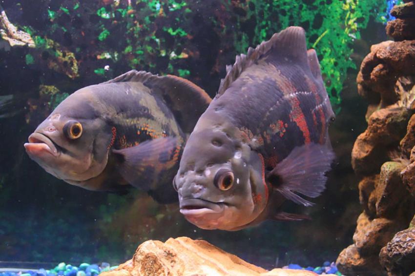 Oscar Fish Pictures and Details LoveToKnow