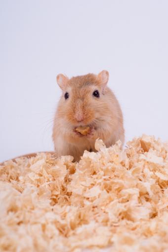 Gerbil eating from his food stash