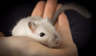 Holding a gerbil; © Anna Kucherova | Dreamstime.com