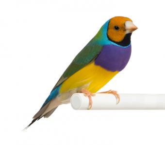 Lady Gouldian finch