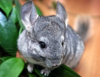 chinchilla