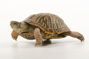 Box turtle 