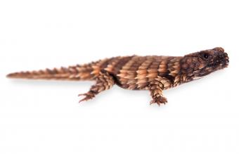 adult armadillo lizard