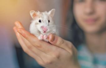 Common white hamster held in the hand 