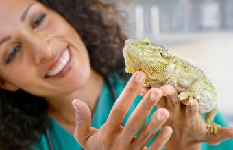 vet holding bearded dragon