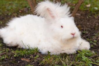 Fluffy angora rabbit