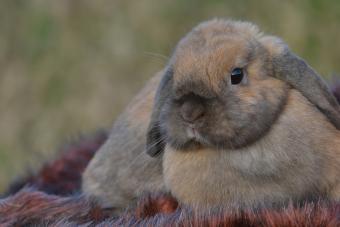 French Lop bunny rabbit