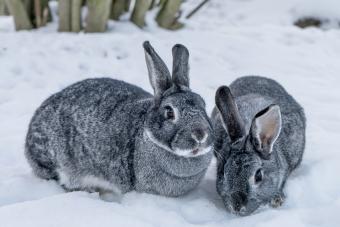 Two giant chinchilla rabbit