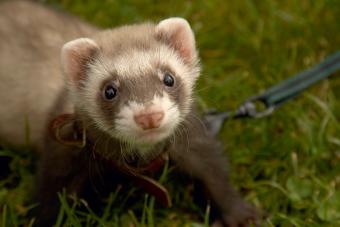 Pet ferret on a leash out for a walk