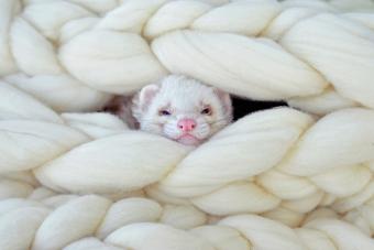 Close-Up Of Ferret