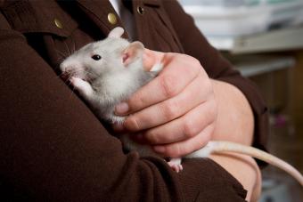 Young girl holding a rat