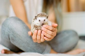 Woman holding hedgehog