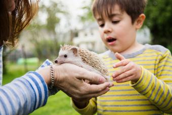 Mother and son playing with domesticated hedgehog