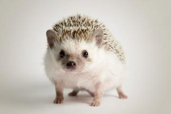 Strolling Hedgehog