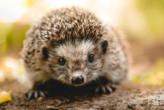 Baby hedgehog
