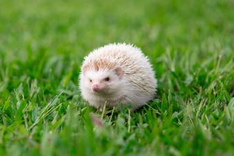 Close-Up Of Albino Hedgehog On Field