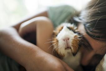 Girl embracing guinea pig while lying at home