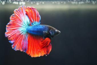 Beta Fish