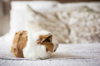 Peruvian Guinea pig