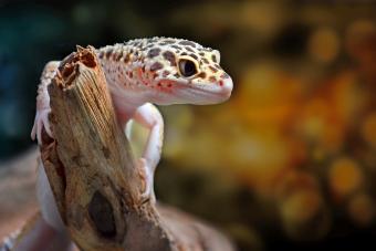Leopard gecko on a branch