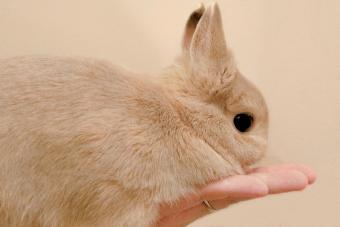 Netherland dwarf bunny resting in palm of hand