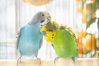 Two parakeet preening