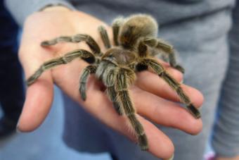 Man Holding Tarantula