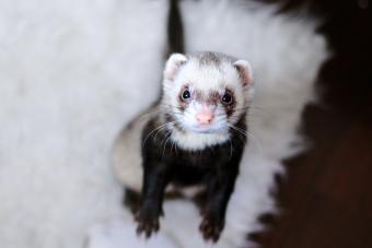 Standing Ferret