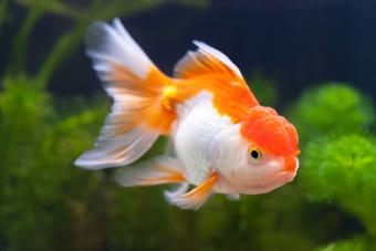 Freshwater fish
