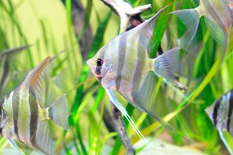 Angel fish against a backdrop of vivid green aquatic plants